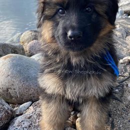 German Shepherd Puppies from LakeView Shepherds