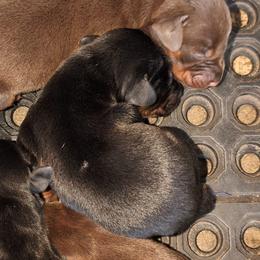 AKC Registered Full European Doberman Pinschers - Black and rust male Doberman Pinscher puppy in Fort Lauderdale, Florida from Lakewood European Dobermann Kennel