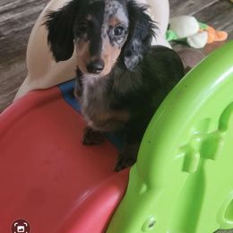 JEWEL - Dachshund