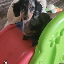 JEWEL - Dachshund