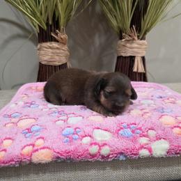 Dachshund puppies from Spinks Puppies
