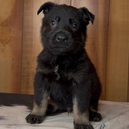 Kolt - Bi-color male German Shepherd puppy in Beech Grove, Arkansas from Ze Zadnich lesu