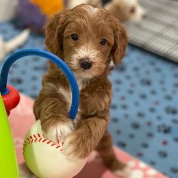 Brenda - Red  female Goldendoodle puppy in Yuciapa, California from AlltheDoodlez_