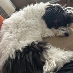 Shichon All Grown Up from Loving Paws Teddy Bear Patch