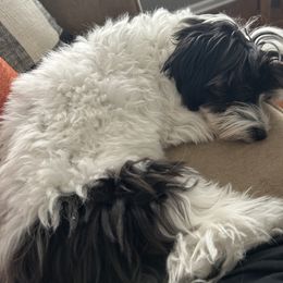 Shichon All Grown Up from Loving Paws Teddy Bear Patch