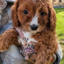 Pondo - Red male Cavapoo puppy in Sisters, Oregon from Saunders Hideaway Homestead