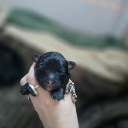 Eclipsa - Black and silver female Keeshond puppy in Logan, Ohio from Hocking Hills Keeshonds