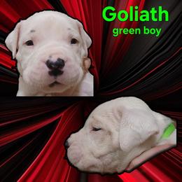 Boy 2 - green boy - White male Dogo Argentino puppy in Blythe, California from Dogos del Gran Reino