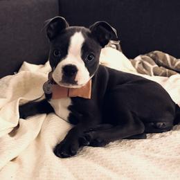 Mila - Seal and white female Boston Terrier puppy in Pahrump, Nevada from Lujan Ranch