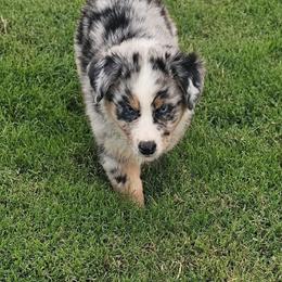 Firecracker - Blue merle male Australian Shepherd puppy in Owensboro, Kentucky from JnT's Bluegrass Mini Aussies