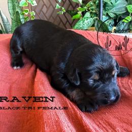 Raven - Black tri female Miniature Australian Shepherd puppy in Apache Junction, Arizona from Circle T Mini Aussies