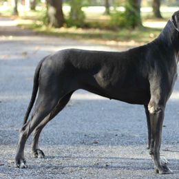 Barkley - Great Dane