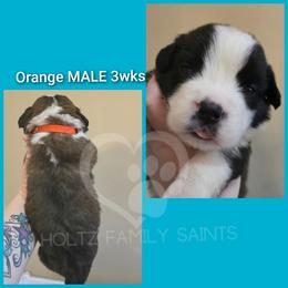 Orange MALE - White and brown male Saint Bernard puppy in Kaukauna, Wisconsin from Holtz Family Saints