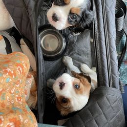 Cavalier King Charles Spaniel Puppies from Colorful Cavaliers