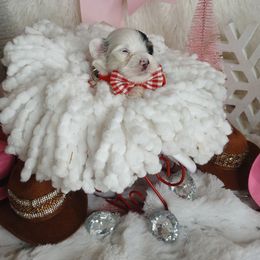 Boy 1 - Parti male Yorkshire Terrier puppy in Humble, Texas from Marnax Yorkshire Babies