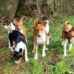 Jessica - Basenji