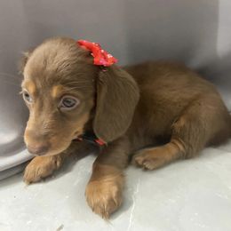 Dachshund Puppies from Dreaming of Dachshunds