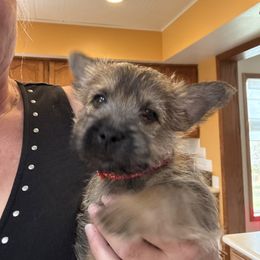 Girl 2 - Cairn Terrier puppy from KNKR FURBABIES Cairn Terriers
