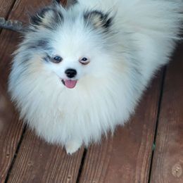 Sabine - Pomeranian