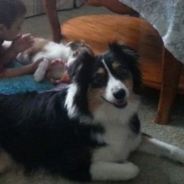 Australian Shepherd All Grown Up from Nana's Wild and Wonderful Aussies