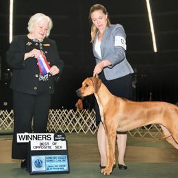 Rhodesian Ridgeback All Grown Up from Evolution Rhodesian Ridgebacks