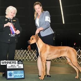 Rhodesian Ridgeback All Grown Up from Evolution Rhodesian Ridgebacks