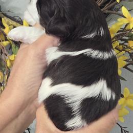 Karl - Liver male Miniature Schnauzer puppy in Hertford, North Carolina from Little Bug Schnauzers