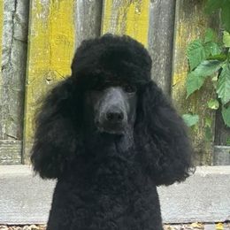 Mayzi - Poodle