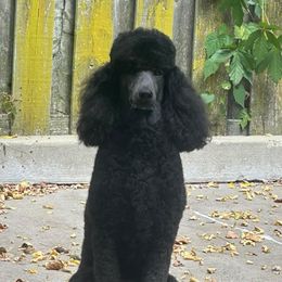 Mayzi - Poodle