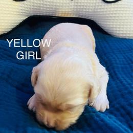 Chanel - Cream female Goldendoodle puppy in Red Oak, Iowa from Fisher Pups-Stay Golden with a Doodle