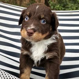 Mittens - Red tri-color male Australian Shepherd puppy in Lexington, South Carolina from Lightspeed Kennels