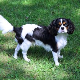 Libra - Cavalier King Charles Spaniel