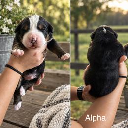 Alpha - Black rust and white male Bernese Mountain Dog puppy in Spraggs, Pennsylvania from Hickory Hills Farm