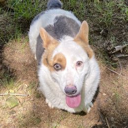 Patches - Pembroke Welsh Corgi