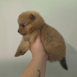 Smoke - Blue sable male Pomeranian puppy in Wildersville, Tennessee from RoyalRarity's Poms & Enrichment