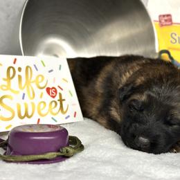 Xerox - Army Green - Sable male German Shepherd puppy in Iola, Wisconsin from DeFelice's German Shepherds