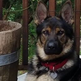 German Shepherds from von Heitzig