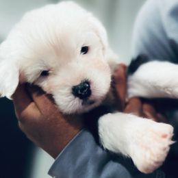 Boy 3 - Gray and white Old English Sheepdog puppy in Syracuse, Indiana from Ridgeruns OES