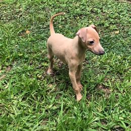 Italian Greyhound and Pekingese Puppies from Oremor's