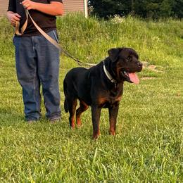Harley - Rottweiler