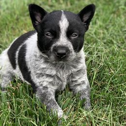 Boy 1 - Basil - Australian Cattle Dog puppy in Indiana from Quarter Acre Farms