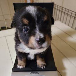Toy Australian Shepherd Puppies from Beasley Acres Aussies