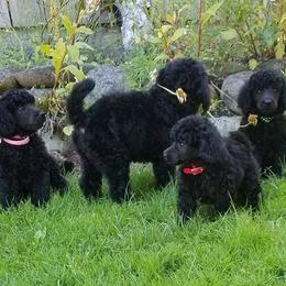 Poodle Puppies from Coplar Creek Standard Poodles