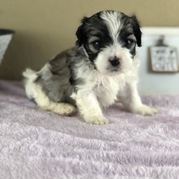 Miss Orange Collar - female Mal-Shi puppy in Poolville, Texas from Tx Pups
