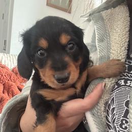 Dozer - Black and tan male Dachshund puppy in Aurora, Colorado from Ozge's Dachshunds