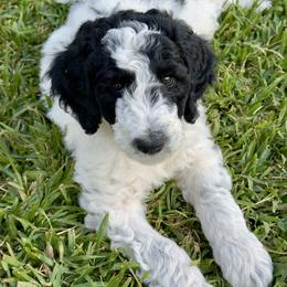 Rose (Royal) - Black and white female Aussiedoodle puppy in Waelder, Texas from Aussiedoodles of Austin