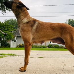 Mazikeen - Belgian Malinois