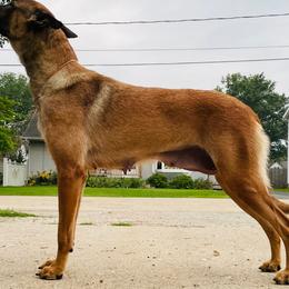 Mazikeen - Belgian Malinois
