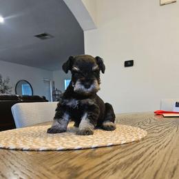 Male 2 - Black and silver male Miniature Schnauzer puppy in Chino, California from So Cal Schnauzer
