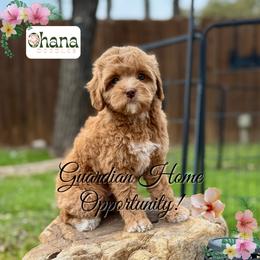 Goldendoodle puppies from Ohana Doodles